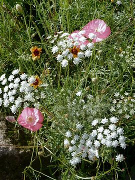 Englischer Landhausgarten Blumen 3 von Dorothy Berry-Lound