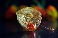 Lantern flower