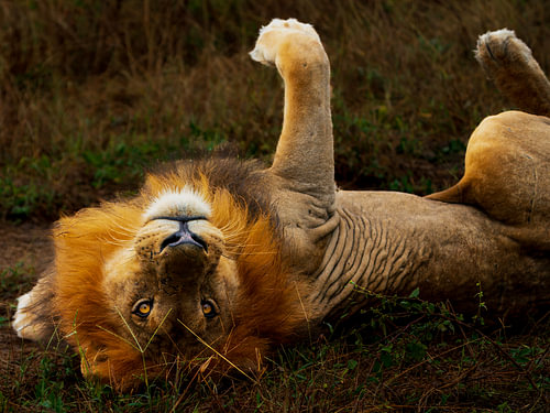 Playful Male African Lion Rolling on His Back
