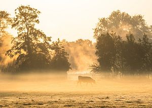 Koe in de mist