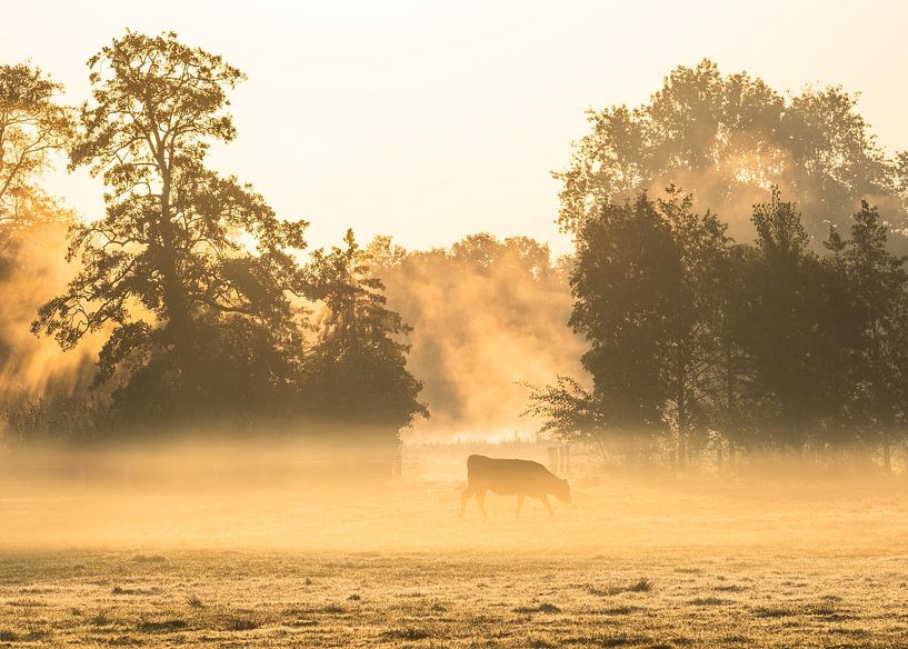 Koe in de mist van Vladimir Fotografie