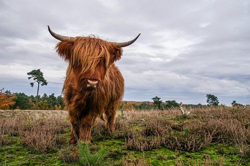 Féroce Highlander écossais sur Sandra van Kampen