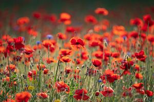 Mohn Manie