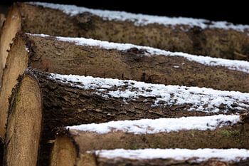 Boomstammen liggen te wachten onder een poederlaagje sneeuw