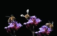 Three bees in summer