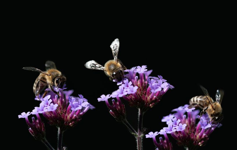 Three bees in summer by Ulrike Leone