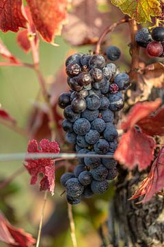 Grapes in the vineyard by Stan van den Beld
