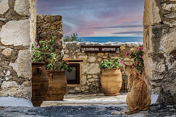 Griechische Katze genießt ihren Meerblick