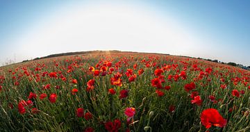 Field with poppies by Alex Dallinga