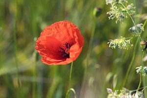 poppy by Kurt Krause