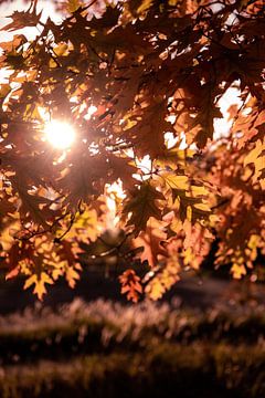 Herbst von Pixel4ormer