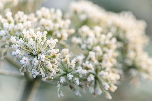 Vleugje winter tijdens een ijzig koude ochtend