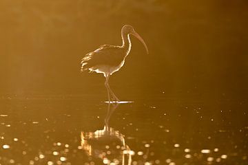 Silhouet van Stilte - Ibis in het Amberlicht van Femke Ketelaar