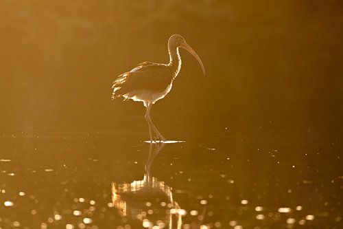 Silhouet van Stilte Ibis in het Amberlicht