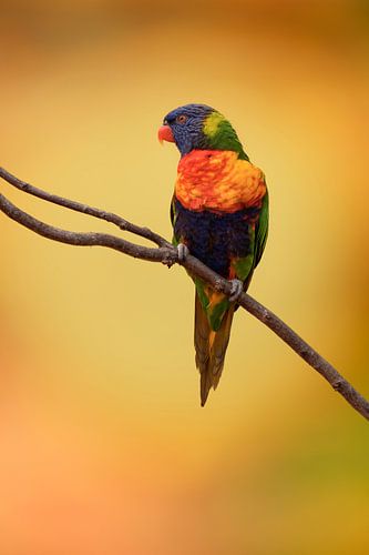 Rainbow lory. by Alie Ekkelenkamp