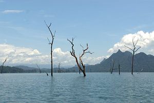 Bomen in het stuwmeer Kao Sok