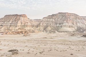 Arbre dans un paysage accidenté | Iran