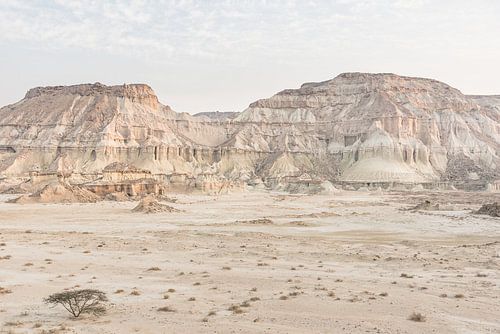 Boom in een ruig landschap | Iran