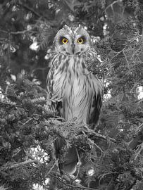 Stille blik van een velduil (ogen) by Patrick van Bakkum