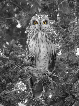 Stille Gegenwart mit intensivem Blick einer Sumpfohreule von Patrick van Bakkum