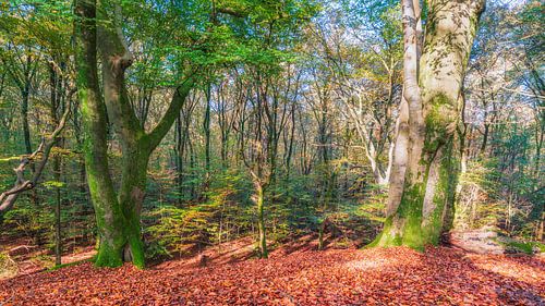 Speulder Wald in der Veluwe