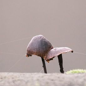 Mushrooms with spider web by Mark de Paauw