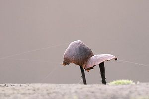 Paddenstoelen met spinneweb van Mark de Paauw