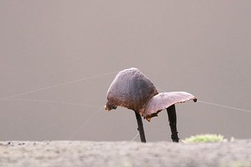 Pilze mit Spinnennetz von Mark de Paauw