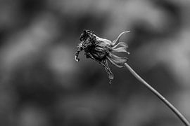 Autumn in the garden - part 2 by Foto van Joyce