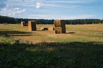 Straw bales on a harvested wheat field. Food supply. Agriculture to feed mankind.