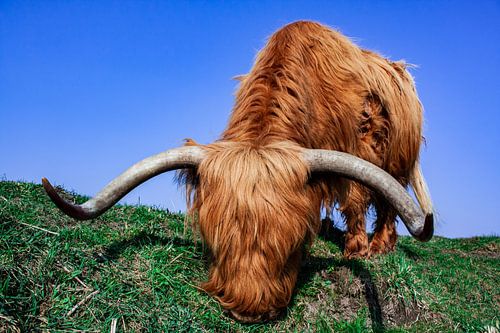 Schottischer Highlander hautnah erleben