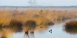 Eenzaam kuifeendje von Art by Fokje