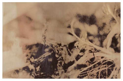 Agfa Brovira Satino _ 06