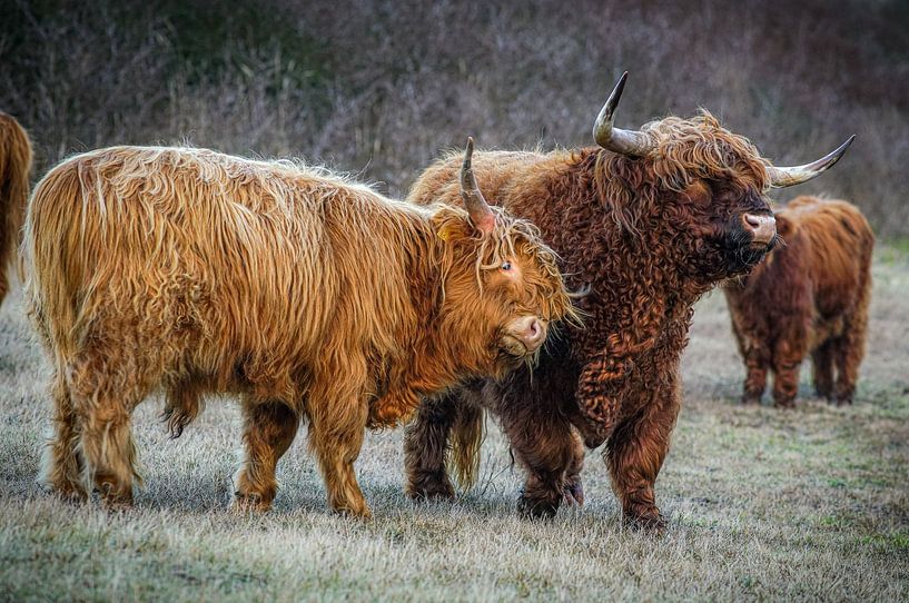 Scottish Highlanders, a cuddle by Dirk van Egmond