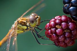 Vega Libelle von Hans Goudriaan
