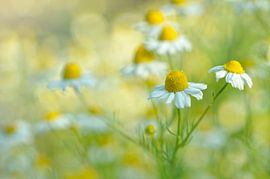 Chamomile by Rosina Schneider