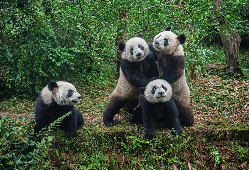 Niedliche Pandabären (Riesenpandas) im Wald von Chi