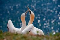 Gannets