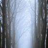 Walking in a spooky forest by Moetwil en van Dijk - Fotografie