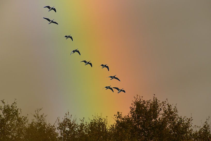 Vlucht Ganzen voor Regenboog by Robert van Brug