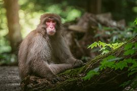 Japanese Macaque by Nico  Calandra