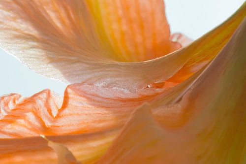 Elegantie van Marja Braaksma