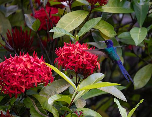 Humming bird approaching red flowers