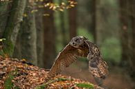 Oehoe (Bubo bubo) vliegt door het herfstbos, Europa. van wunderbare Erde thumbnail
