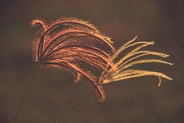 Gräser in goldener Herbstsonne