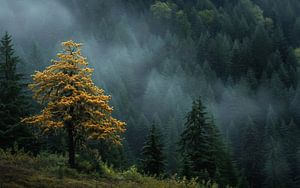 Spaziergang im Herbst
