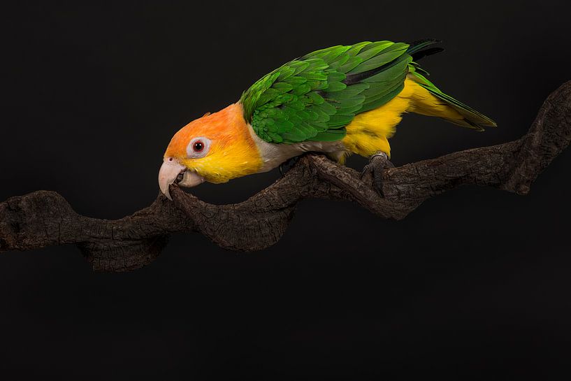 Caique papegaai van Elles Rijsdijk