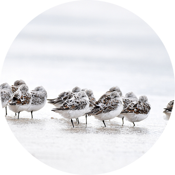 Strandlopers van Nathalie Jongedijk