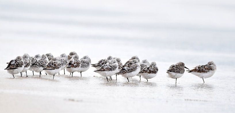 Strandräuber von Nathalie Jongedijk