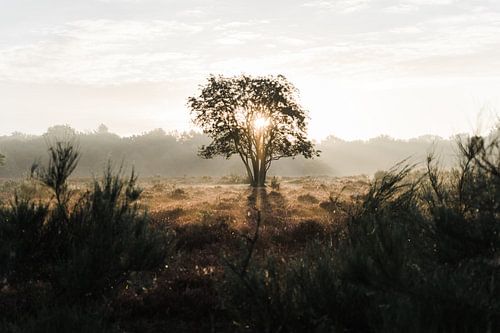 Minimalistic sunrise